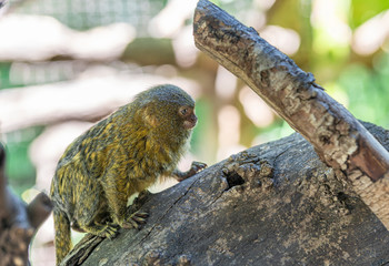 Titi monkey on a branch 