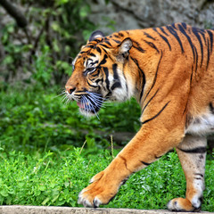 Sumatran tiger is the smallest of all living tigers. Wildlife. Nice photo of a walking tiger.