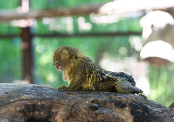 Titi monkey on a branch 