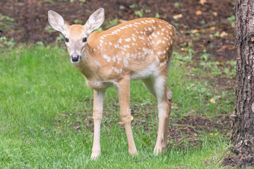 Original photograph of a young spotted fawn in the forest