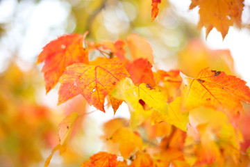 Naklejka na ściany i meble Fall,autumn trees and leaves, orabgem red and yellow