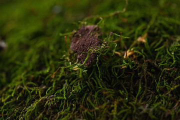 Green moss with brown bark piece