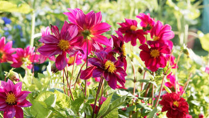 Fototapeta premium Dahlia dekorativ - Rote Zwerg-Dahlie or Dahlia Topmix Rot, wie kleine Gänseblümchen mit goldenem Herzen in kleiner dunkelgrün Busch dicht belaubt
