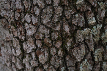 Grey tree bark close up