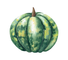 Green pumpkin. Watercolor isolated illustration on a white background. Great for autumn design