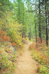 Fototapeta premium Original textured photograph of a mountain trail through the autumn colored trees