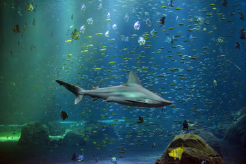 beautiful girl taking a picture in front of a giant aquarium