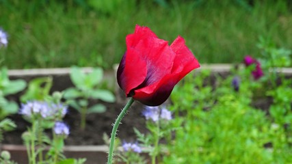 Obraz premium Beautiful red garden poppy. Red poppy in the garden.