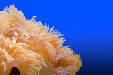 Naklejka na ściany i meble Anemones, organism of the sea