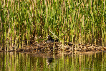 A bird (coot) sits in the nest at the edge of the reed.