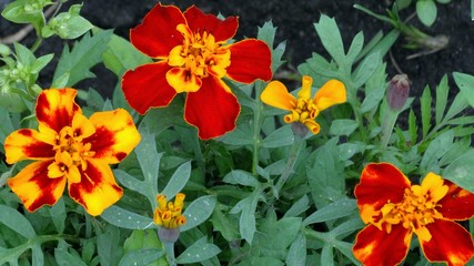 Wonderful garden marigolds. Red marigolds among green grass.