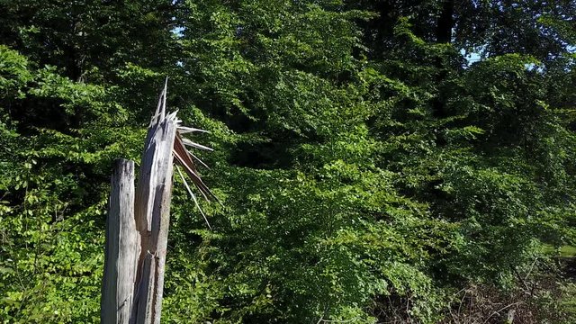 tronc cass&eacute; bois arbre foret Wallonie Ardenne
