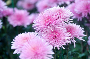 Obraz premium Beautiful Chrysanthemums in garden. Flowers as background picture. Chrysanthemum wallpaper. Japanese style. Autumn garden of chrysanthemums.