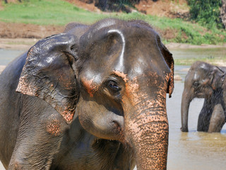 elephant in river