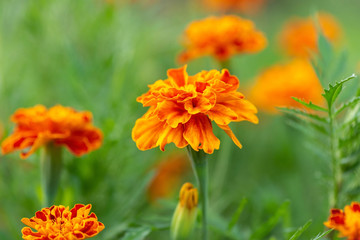 lawn with bright marigolds