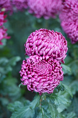 Beautiful Chrysanthemums in garden. Flowers as background picture. Chrysanthemum wallpaper. Japanese style. Autumn garden of chrysanthemums.