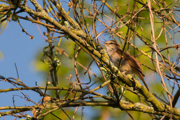 Birdwatching - A little bird, a nightingale, sits in the tree and sings.