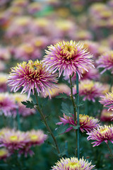 Beautiful Chrysanthemums in garden. Flowers as background picture. Chrysanthemum wallpaper. Japanese style. Autumn garden of chrysanthemums.