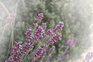 Fototapeta premium purple flowers in a field