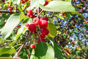 Decorative Cherry. Unusual fruits. Red berries on a tree.
