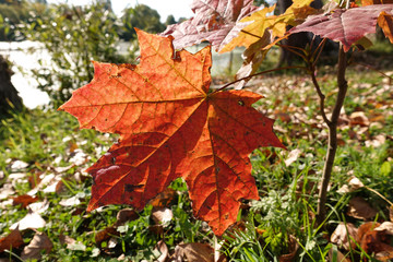 Colorful Maple Leaves on a Sunny Fall Day