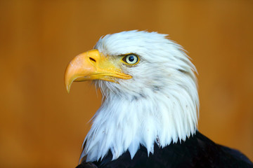 The bald eagle (Haliaeetus leucocephalus) , portait of big female with color background. Big eagle portait with orange background.