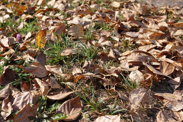 Cherry garden in autumn with beautiful carpet of fallen leaves