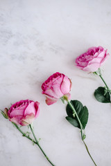 Light pink roses on white marble table from above. Floral background for beauty blogging. Copyspace for text, close up