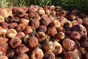 A pile of rotten missing apples lying on the ground in late autumn, natural fertilize