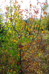 A tree with red and green leaves. Autumn landscape