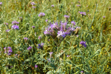 Wild violet flowers. Glade with many wildflowers. Summer.