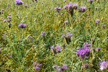 Wild violet flowers. Glade with many wildflowers. Summer.