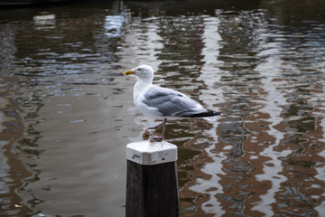 Gabbiano in posa a Amstedam