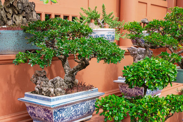  Natural background Garden Bonsai trees.