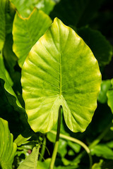 huge elephant ear type leaves in south Florida