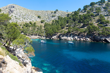 trees on the shore of Cala Murta Bay in Majorca