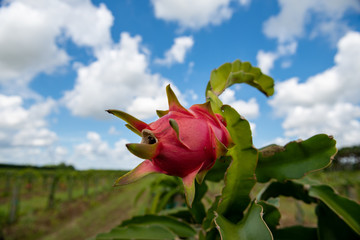 Dragon Fruit agriculture growing in south Florida