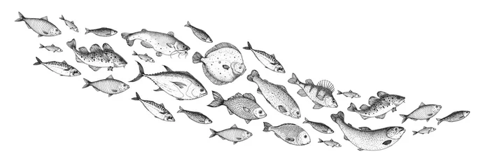 Fotobehang Fish sketch collection. Hand drawn vector illustration. School of fish vector illustration. Food menu illustration. Hand drawn fish set. Engraved style. Sea and river fish © DiViArts