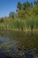 Swamp area Imperial Pond, Carska bara, Serbia. Large natural habitat for rare birds and other species.