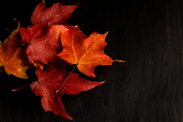red and orange maple leafs on dark wood background
