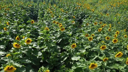 Aerial Sunflower farm bright yellow New York slide right. Farm growing oil seeds for agriculture livestock and food. Beautiful bright and happy landscape.