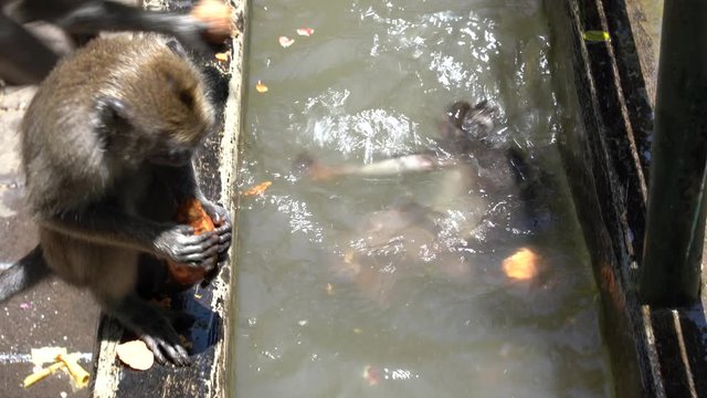 Wild monkeys bathe and play in pond at sacred monkey forest in Ubud, Bali, Indonesia. Monkey forest park travel landmark and tourist destination site in Asia where monkeys live in wildlife environment