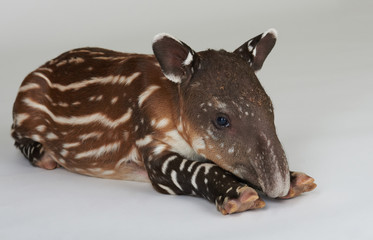 White stripped baby tapir - obrazy, fototapety, plakaty