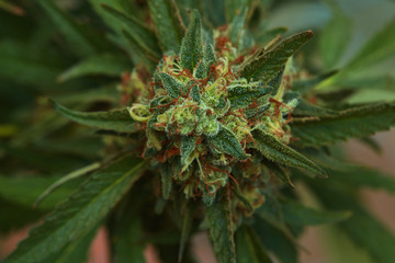 Close up of natural light outdoor grown OG indica strain medical and recreational marijuana plants and buds