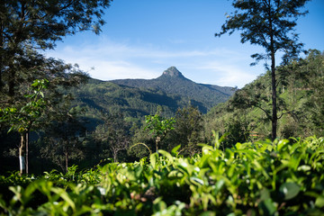 Tea plantation in Sri Lanka