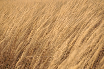 field of dry grass with seeds