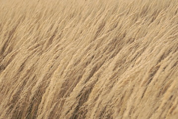 field of dry grass with seeds