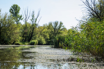 Swamp area Imperial Pond, Carska bara, Serbia. Large natural habitat for rare birds and other species.