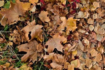 yellow maple leaves on the ground, nature texture