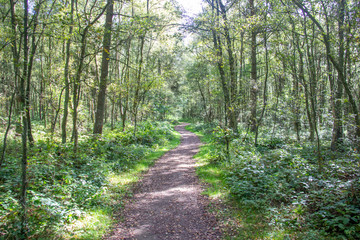Fototapeta na wymiar Path through a forest